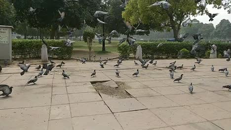 A-group-of-homing-pigeon-and-rock-dove-flying-above-and-getting-back-to-the-same-place-scared-pigeons-and-dove