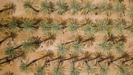 Aerial-of-Arava-Desert,-Israel,-Date-Palms---Dynamic-Drifting-Shot