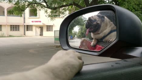 Cute-pug-pup-enjoying-a-ride-in-car