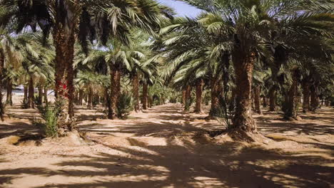 Arava-Desert,-Israel,-Date-Palms---Dynamic-Dolly-In-Shot
