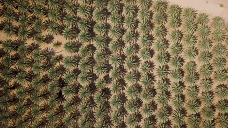 Extreme-Top-Down-Aerial-Shot-Coming-Down-of-Date-Palms-at-the-Arava-Desert,-Israel