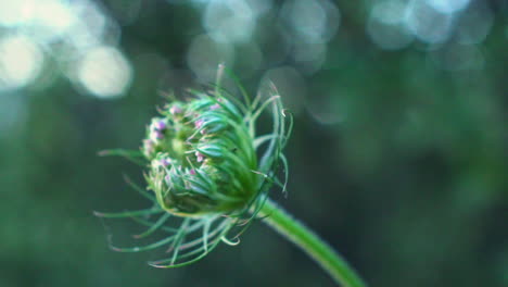 Close-up-of-a-single-alium-vineale-,-wild-garlic-flower,-with-blurred-background