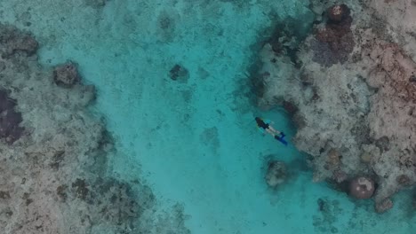 Aerial-video-of-a-girl-exploring-a-tropical-coral-reef-while-snorkelling