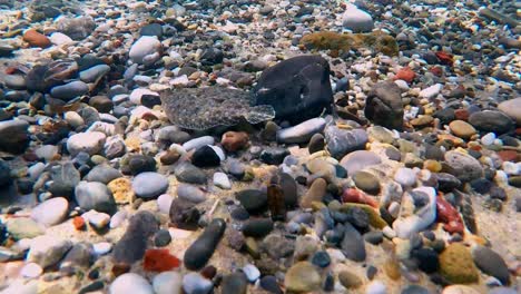 A-flatfish-swims-above-pebbles-and-hardly-stands-out-because-of-its-camouflage-color