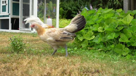 Free-range-chicken-rooster-and-hen-walking-and-eating-in-garden,-still-shot