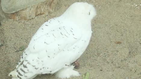 White-owl-eating-meat-on-the-ground