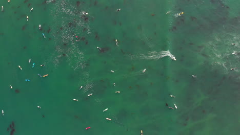 Aerial-of-Surfers-Catching-Waves-on-Green-Water,-Top-Down