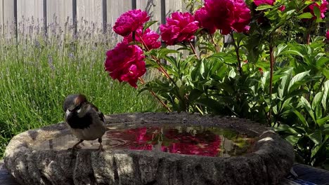 A-male-sparrow-lands-on-a-concrete-drinking-bowl-and-jumps-towards-the-camera