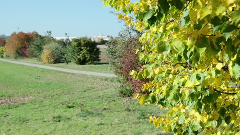 Mittlere-Nahaufnahme-Gelber-Blätter-An-Einem-Baum,-Der-Sich-Im-Wind-Bewegt