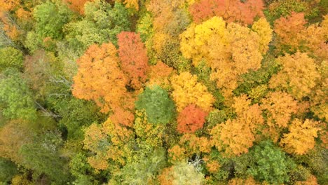 Herbstlandschaft-Des-Herbstes-Helle-Bunte-Bäume,-Grüne,-Orange-Und-Rötliche-Tönung