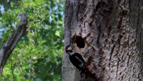 A-great-spotted-woodpecker-brings-insects-to-the-nest,-a-hole-in-a-tree-and-feeds-his-young