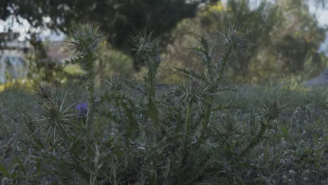 Static-shot-of-thorny-low-plants