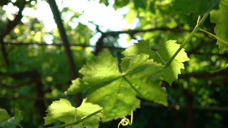Close-up-isolated-shot-of-vine-leaves-under-a-pergola-120fps