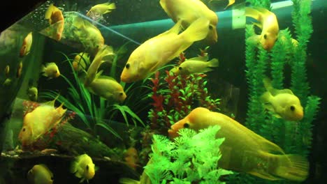 Fishes-swimming-in-the-aquarium