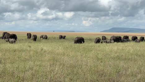 Elefantenwildtierherde-Mit-Kindern,-Die-In-Der-Afrikanischen-Wildnis-Grasen