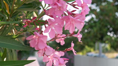 Close-up-shot-of-pink-cerium-oleander-flowers,-with-blurry-background