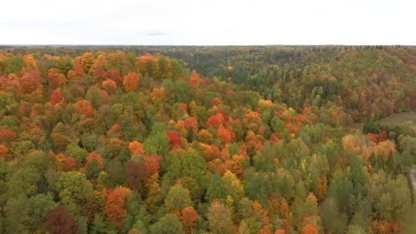 Autumn-Landscape-of-the-Autumn-Bright-Multi-colored-Trees,-Green,-Orange-and-Reddish-Tint