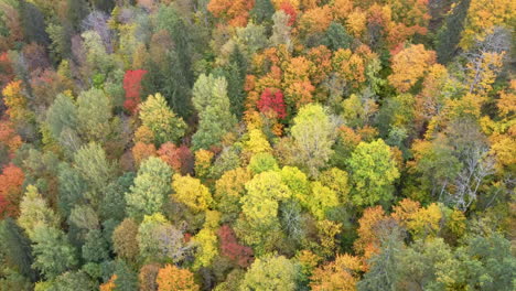 Paisaje-Otoñal-Del-Otoño-árboles-Multicolores-Brillantes,-Tinte-Verde,-Naranja-Y-Rojizo