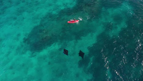 Man-in-red-kayak-paddles-besides-two-beautiful-reef-mantas-with-morning-light-reflecting-on-water