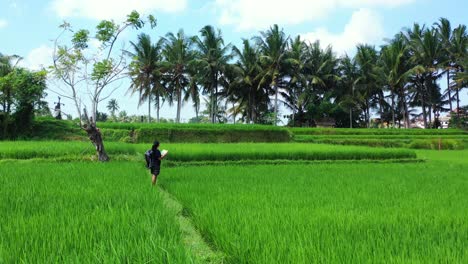 Indonesisches-Ackerland,-Das-Eine-Junge-Frau-Zeigt,-Die-Zwischen-Den-Reisfeldern-Steht-Und-Eine-Umfrage-Rund-Um-Die-Farm-Durchführt---Totale