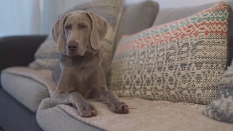 A-lovely-Weimaraner-breed-dog-falling-asleep-while-lying-on-a-couch