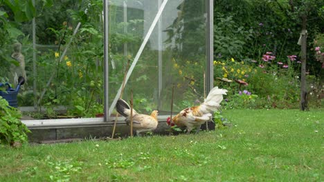 Domestic-free-range-chicken-rooster-and-hen-eating-in-garden