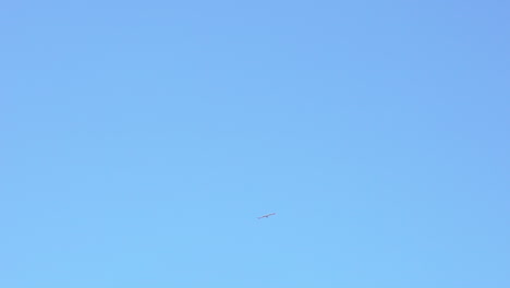 Seagulls-flying-in-clear-blue-sky,-wide-shot-120fps