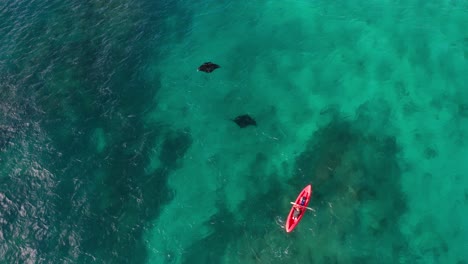Kayaker-paddles-along-with-two-reef-mantas-in-shallow-coral-reef-habitat,-aerial