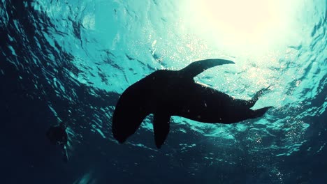 Silhouette-Von-Seelöwen,-Die-In-Mexiko-Unter-Wasser-Herumspielen
