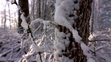 Tiro-Apretado-Con-Nieve-En-El-Tronco-Del-árbol
