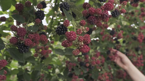 Hand-picking-blackberries.-Handheld,-shallow-focus