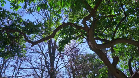 Toma-Panorámica-De-Los-árboles-En-El-Parque-De-Kifissia-Té-Atenas,-Grecia