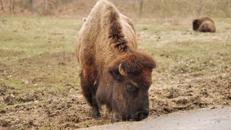 Bison-grazing-on-side-of-road