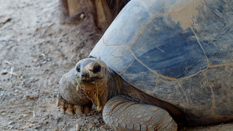Close-Up-Shot-of-Wild-Old-Adult-Turtle-Staring-at-the-Camera