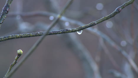 water-drop-forms-and-drips-from-tree-branch