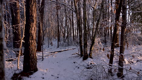 Weitwinkelaufnahme-Des-Verschneiten-Waldes