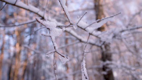 snow-covered-small-tree-limbs