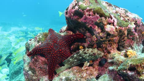 Estrellas-De-Mar-Colgando-De-Una-Cabeza-De-Coral-Con-Muchos-Colores