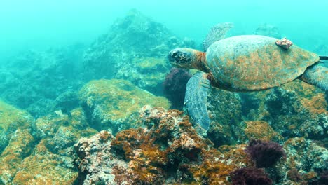 Schildkröte-Auf-Den-Galapagos-Inseln-Schwimmt-Mit-Kleiner-Schale-Auf-Dem-Rücken-Vorbei