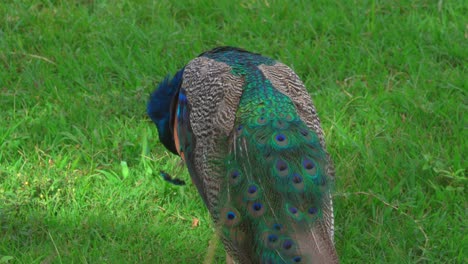 Indian-or-royal-peacock-in-park,-close-up-view