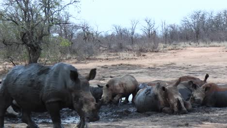 Grupo-De-Rinocerontes-Blancos-Enfriándose-En-Un-Pozo-De-Agua-Con-Barro-En-Sudáfrica,-Tiro-Bloqueado