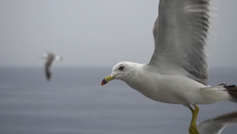 Slow-motion-close-up-of-seagulls-flying-over-the-sea-on-a-cloudy-day