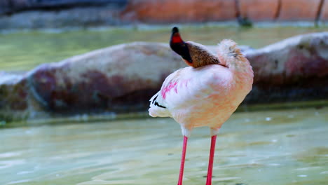 Static-Shot-of-Young-White-Pink-Flamingo-Cleaning-Up-After-Bath