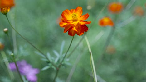 Schöne-Orangefarbene-Blume,-Die-Langsam-Im-Wind-Weht,-Mit-Verschwommenem-Hintergrund