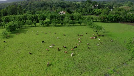 Aerial-shot-in-the-green-field-with-cows-on-a-farm,-on-a-spectacular-day-in-Bonao,-Dominican-Republic