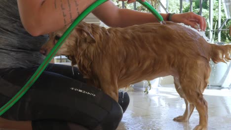 Caucasian-woman-washing-a-medium-sized-greek-Kokoni-breed-dog,-at-house's-balcony-using-a-water-hosed-scratching-dog's-back,-slow-motion-120fps