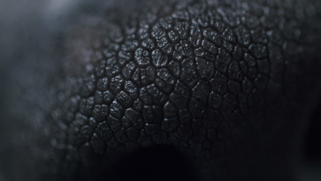 Extreme-macro-shot-of-a-dogs-nose