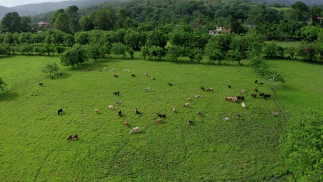 Aerial-view-of-cows-on-a-farm,-eating-green-grass-on-a-clear-day