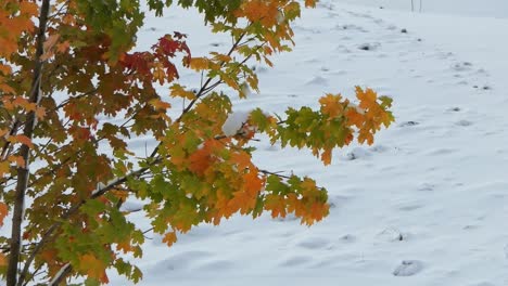 árbol-De-Arce-En-Colores-De-Otoño-En-La-Nieve