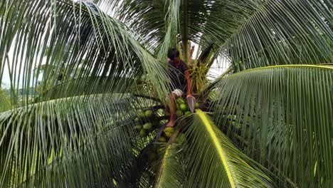 Harvesting-of-coconuts-is-commonly-done-by-climbing-the-tree